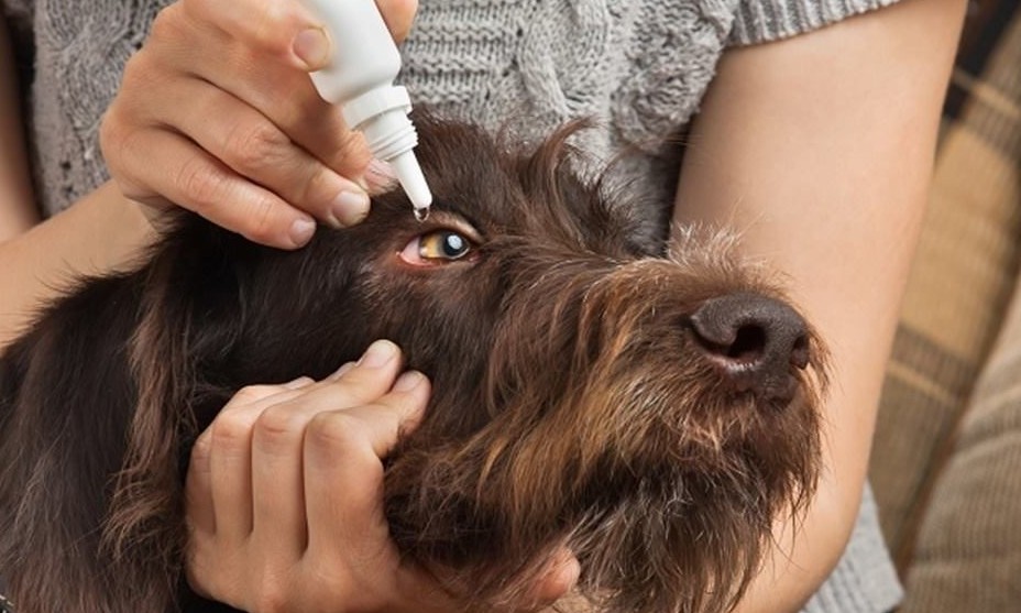 Pets também podem ter glaucoma e catarata: Entenda como prevenir