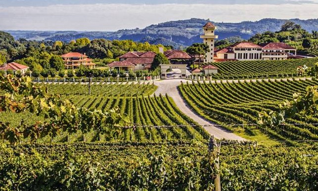 Melhor safra brasileira de vinhos de todos os tempos está chegando ao mercado