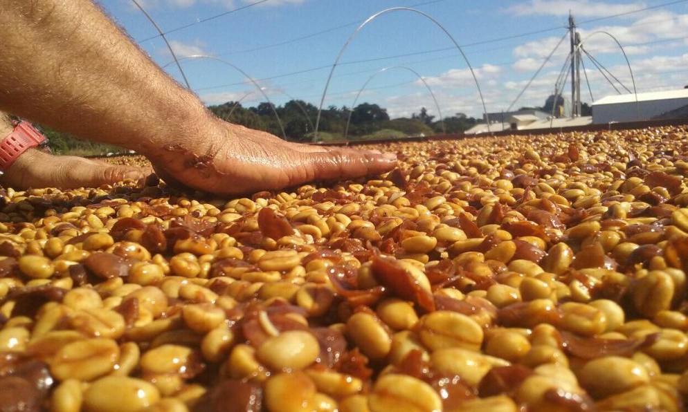 Produtor testa novo jeito de fermentação controlada dos cafés especiais
