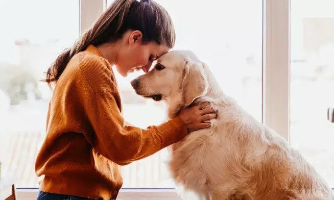 Franca tem castração gratuita de cães e gatos. Saiba como e onde fazer