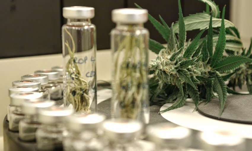 Drogafarma é pioneira em Franca a vender cannabis;  parceria com laboratório