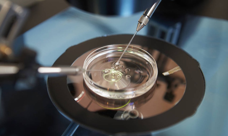 Crescimento de fertilizações in vitro em 2019 não deverá se repetir este ano