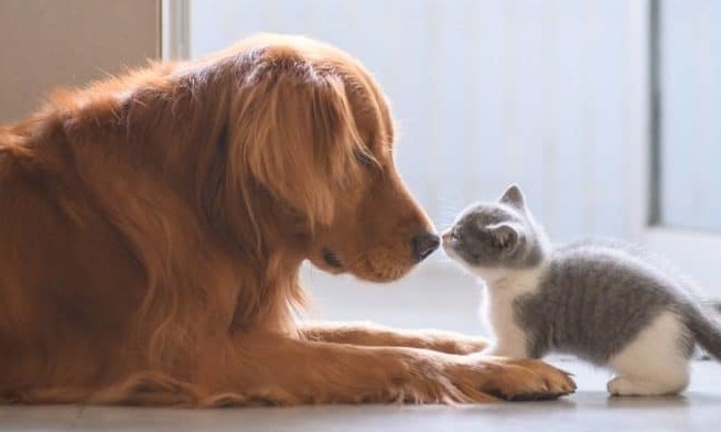 Cães e gatos já podem ser castrados de graça. Veja onde e como fazer