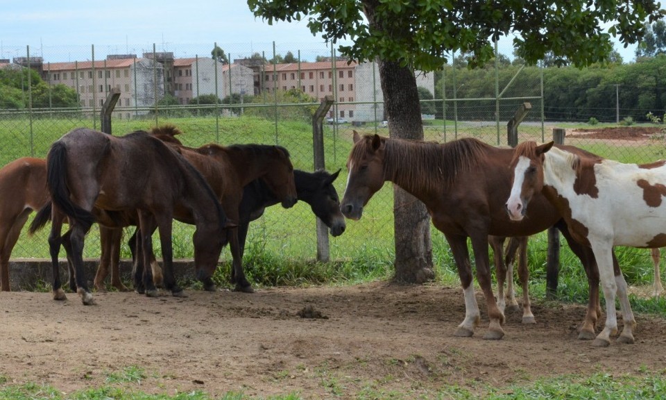 Vigilância Ambiental recolhe nos últimos dias, 10 cavalos soltos nas ruas de Franca