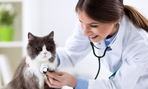 Cuidado com os pets é próximo de um familiar, apesar da crise econômica
