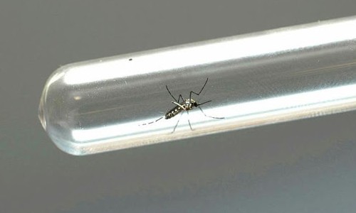 Em meio à crise da Covid-19, Brasil ultrapassa 800 mil casos de dengue em 2020