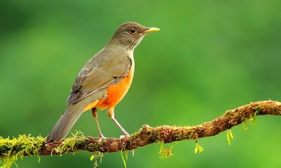 Jornalista realiza concurso de fotos “Aves da minha janela”. Veja mais detalhes