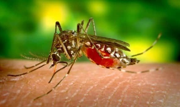 Risco de outra epidemia: nova linhagem do zika está em circulação no Brasil