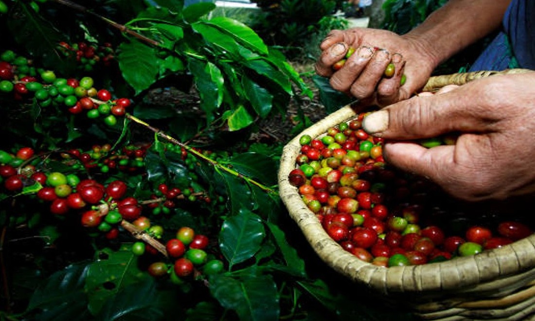 Governo libera recursos do Funcafé para apoiar produtor na pandemia