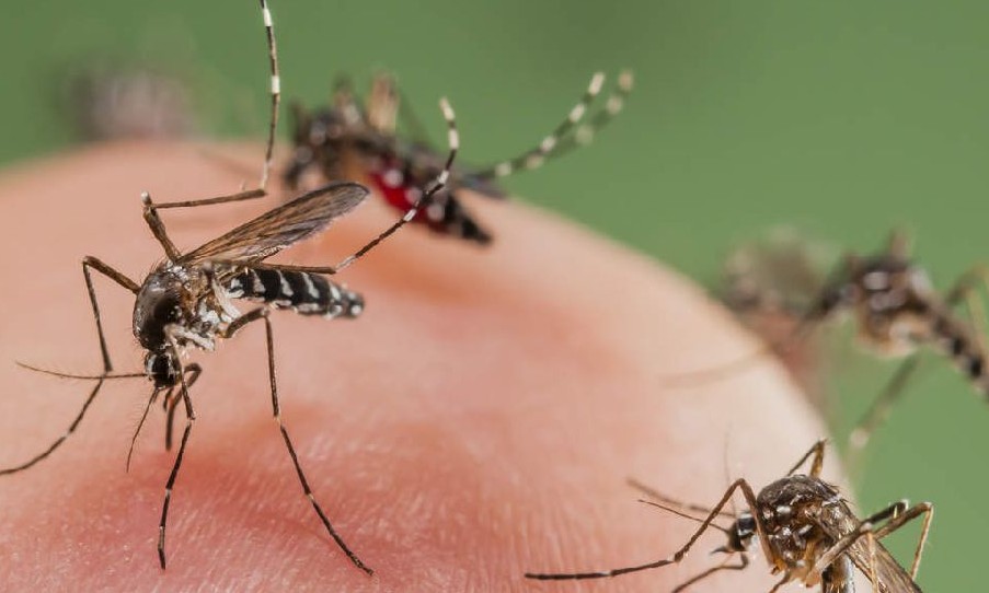 Em meio à covid-19, Brasil registra mais de 820 mil casos de dengue em 2020
