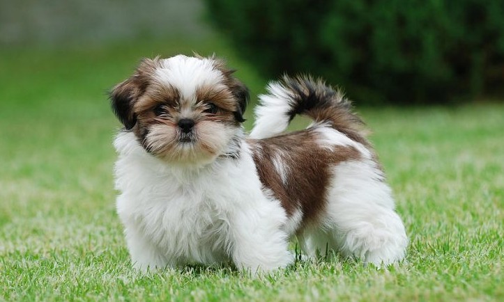 Shih tzu é a segunda raça de cães preferida dos brasileiros, diz pesquisa