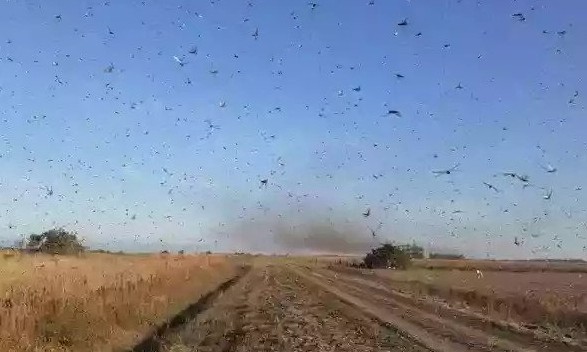Nuvem de gafanhotos é uma ameaça à agricultura.
Ministério acompanha