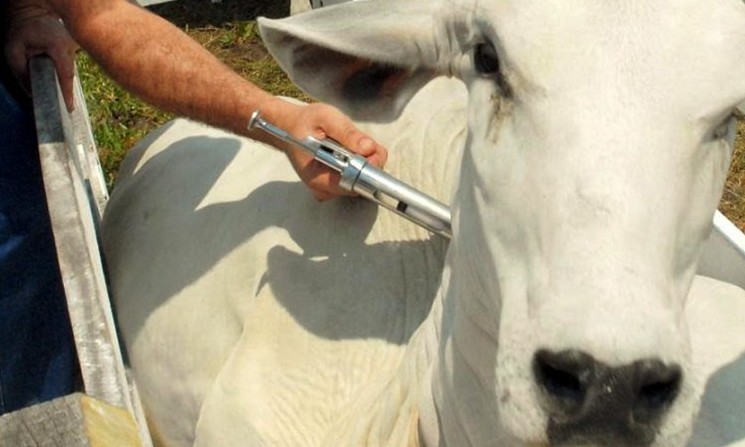 Prorrogado o prazo para a vacinação contra a febre aftosa no Estado de SP