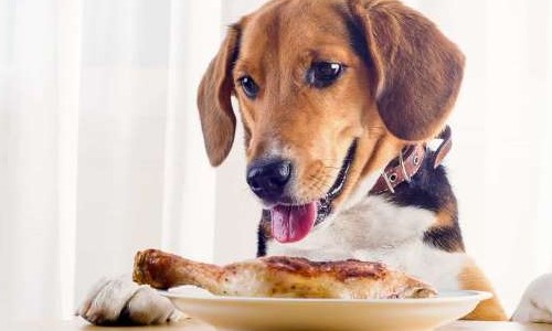 Além da ração: veja os melhores e alimentos para dar ao seu cachorro