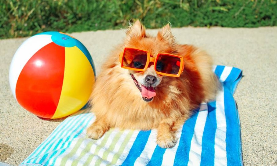 Seu cãozinho toma sol? Entenda o porquê e os benefícios do sol para pets