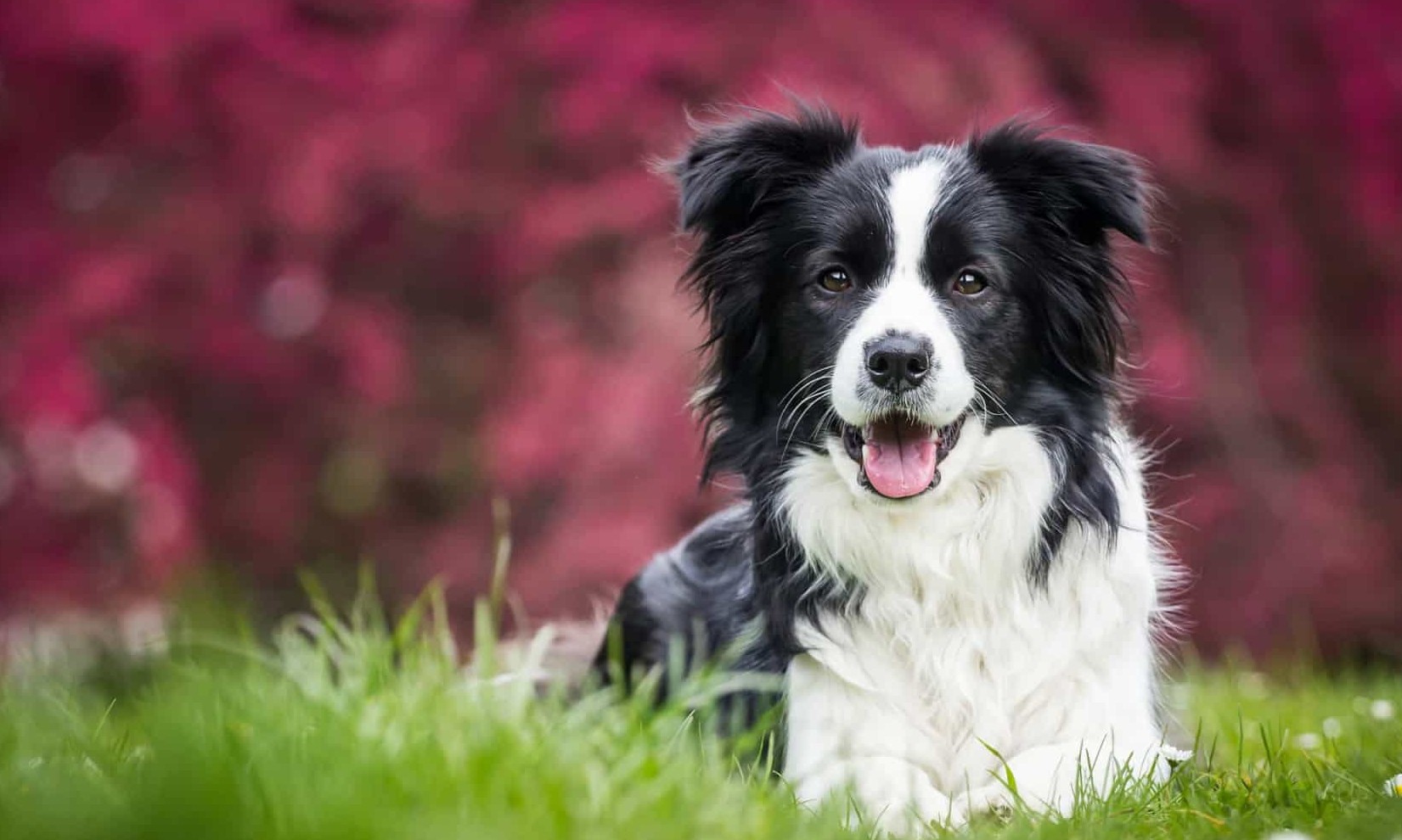 Estas são as raças mais inteligentes, segundo o livro Inteligência dos cães