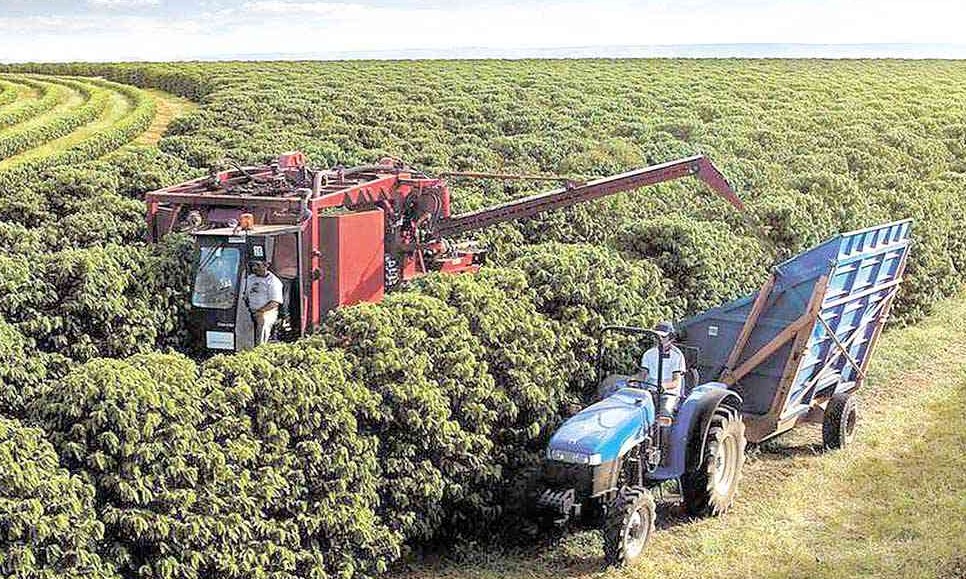 Cafeicultores estimam que safra em 2020 pode chegar a 3 milhões de sacas