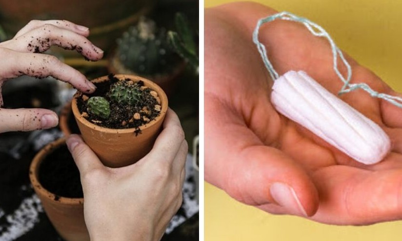 Sua planta está morrendo? Saiba como um absorvente interno pode salvá-la