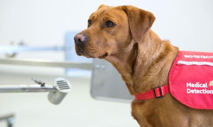 Cães treinados podem ‘farejar’ coronavírus, aponta estudo alemão