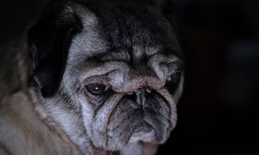 Seu cachorro é antissocial? Saiba o que fazer para ajudá-lo com essa situação