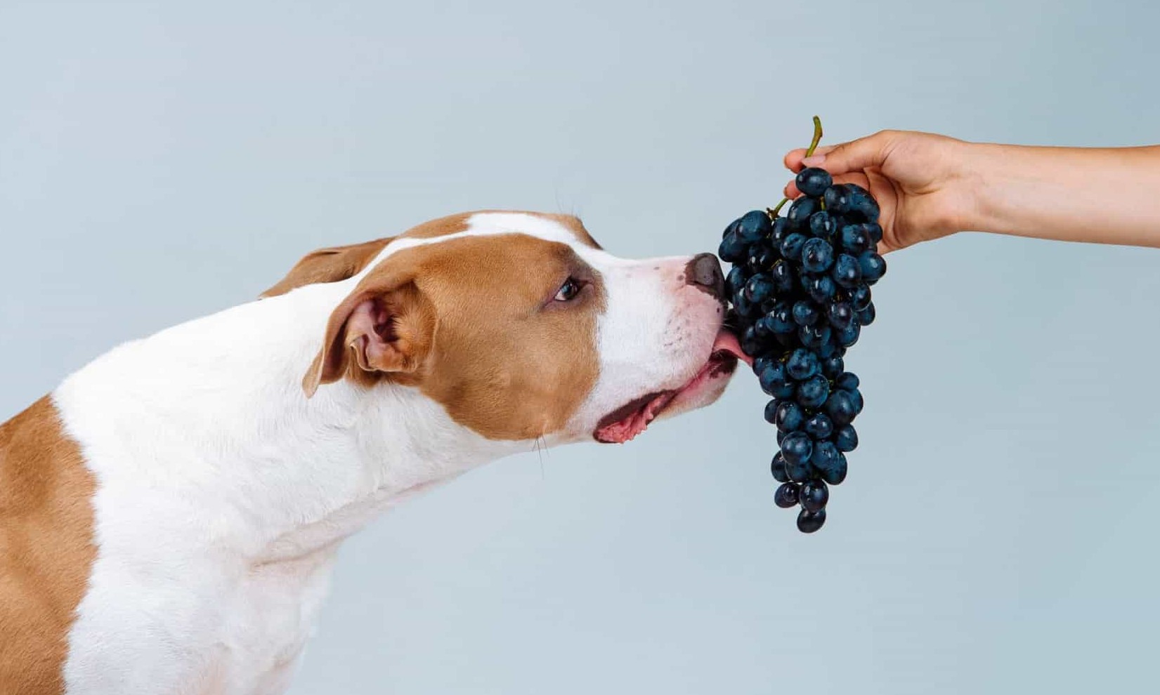 Está proibido! Saiba quais são as quatro frutas que jamais pode dar ao seu cão