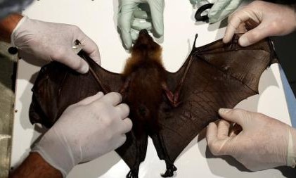 Doenças transmitidas por animais aumentam sem proteção ao meio ambiente