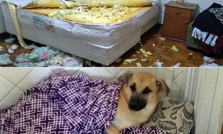 ‘Vida virou Big Brother’, diz dona do Chico, cachorro que destruiu o quarto