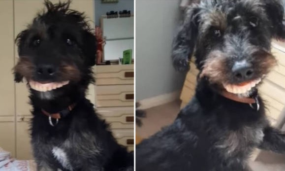 Cachorro rouba dentadura e surge com sorriso hilário em vídeo da sua dona. Veja