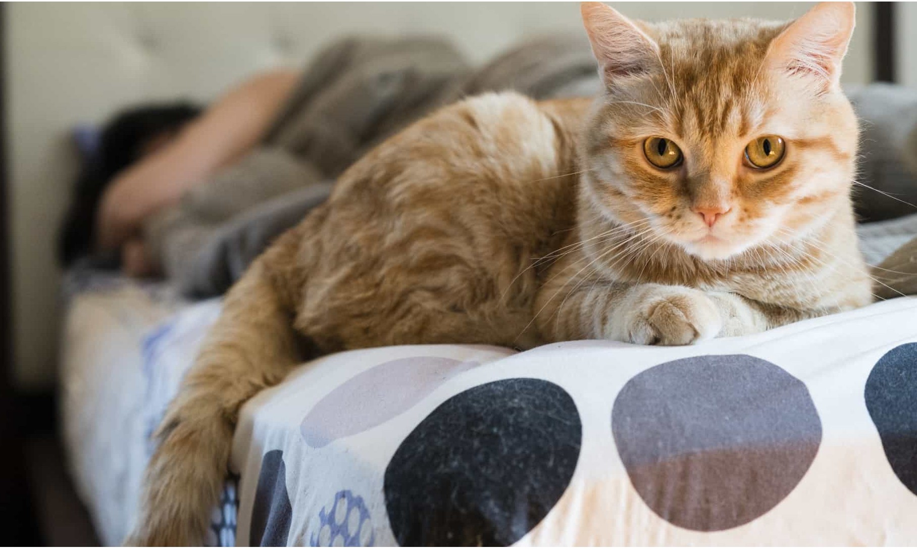 Quando vai morrer? Três coisas que os gatos conseguem prever