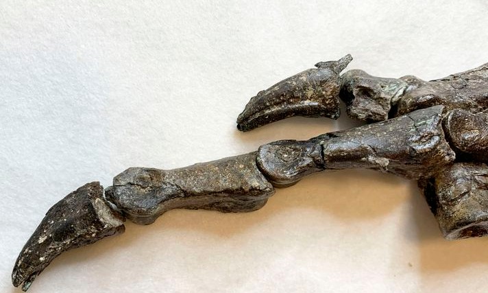 Pesquisadores divulgam fóssil de dinossauro encontrado no Ceará