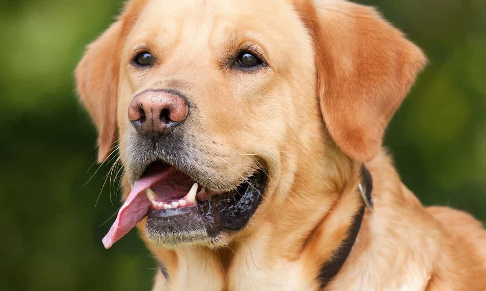 Cadela some e acaba  encontrada em sua antiga casa, a 90 km de distância