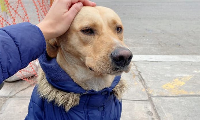 Cachorro espera na frente do hospital por seu tutor internado com covid-19