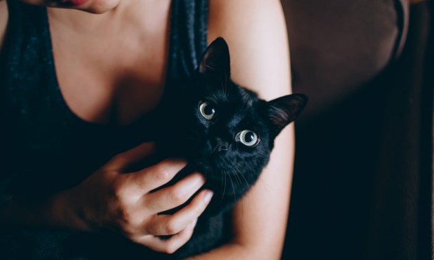 Você sabe quando vai morrer? Veja três coisas que os gatos conseguem prever