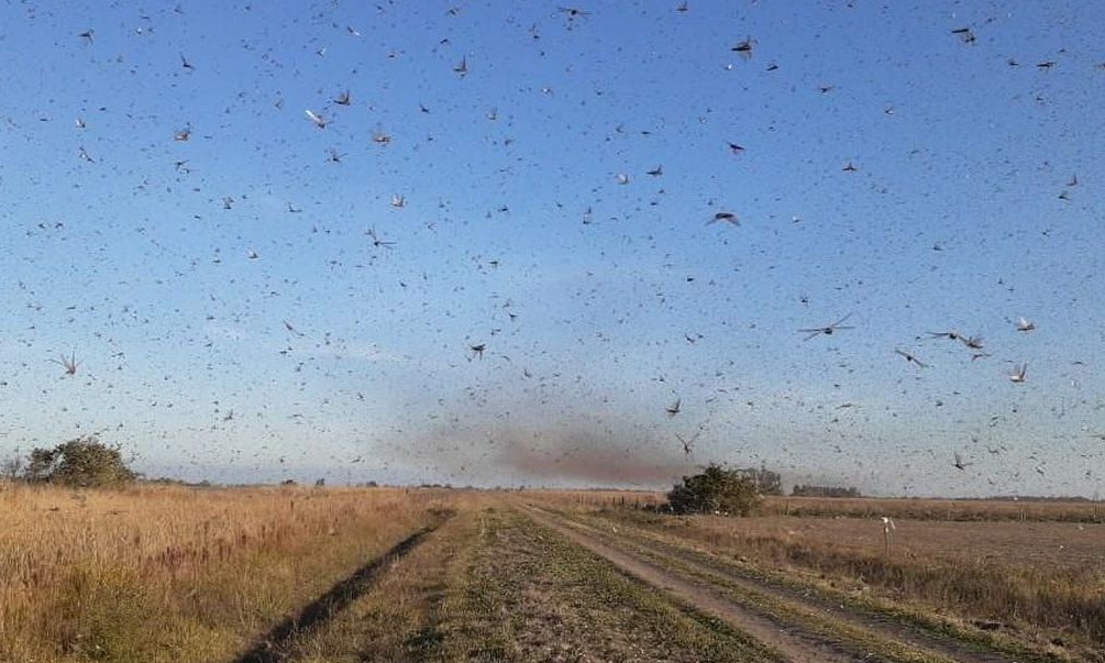 Nuvem de gafanhotos volta a preocupar agricultores brasileiros