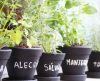Horta medicinal: aprenda como ter uma em casa e quais plantas cultivar - Jornal da Franca