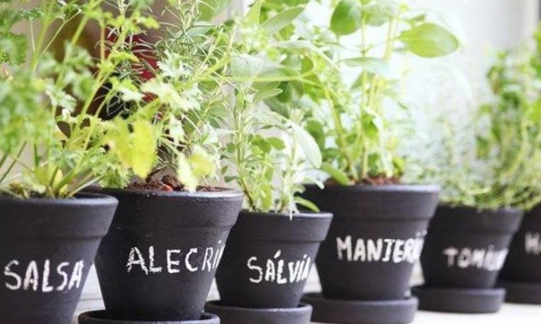 Horta medicinal: aprenda como ter uma em casa e quais plantas cultivar