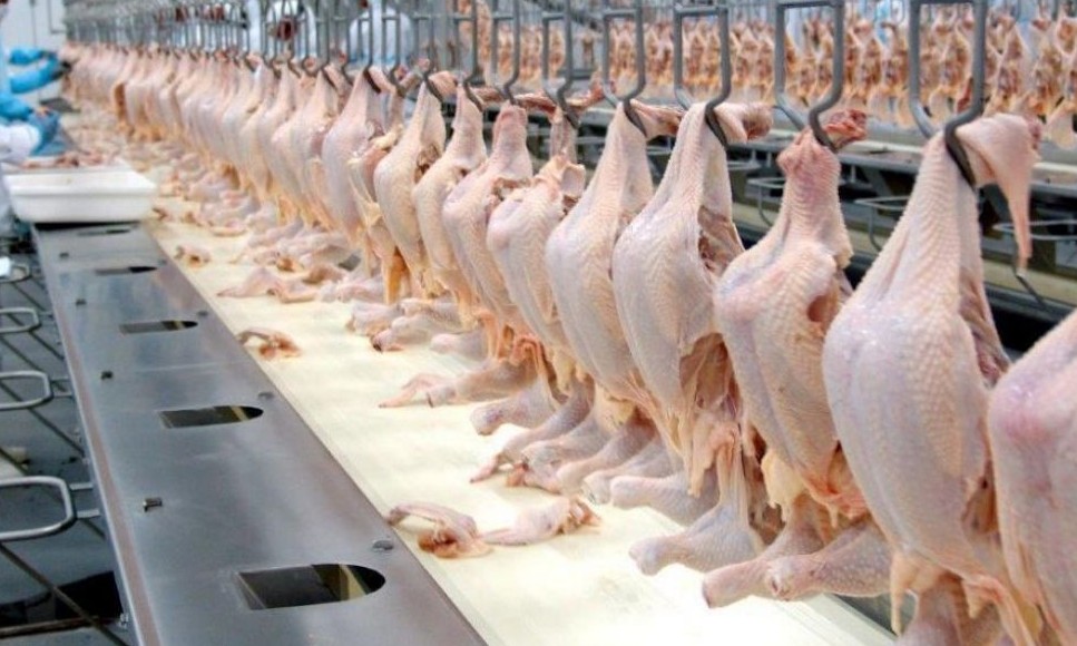 Filipinas suspendem compra de frango do Brasil por medo de coronavírus