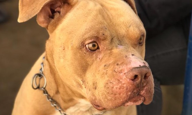Canil Municipal de Franca disponibiliza cachorros para doação responsável