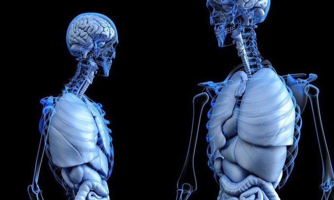 Corpo humano e as curiosidades que você sequer imaginava sobre ele