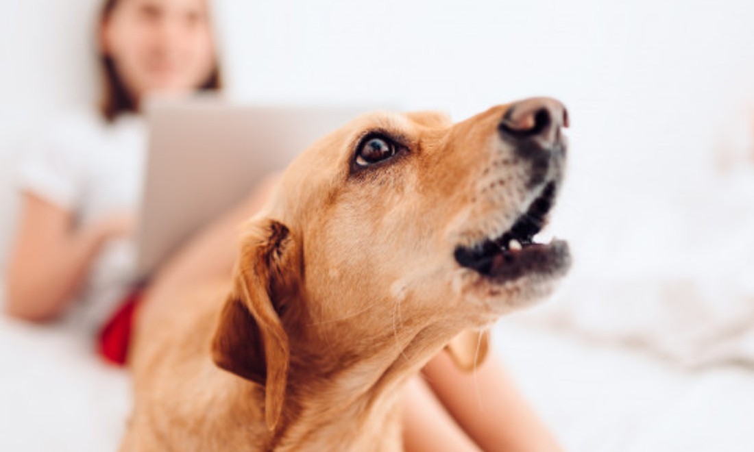 Vereadores aprovam um projeto de lei proibindo cachorros de latirem