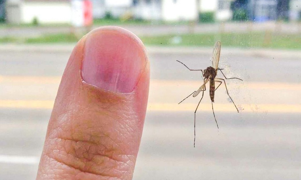 Mosquitos fazem humanos de vítimas há milhares de anos. Você sabe porquê?