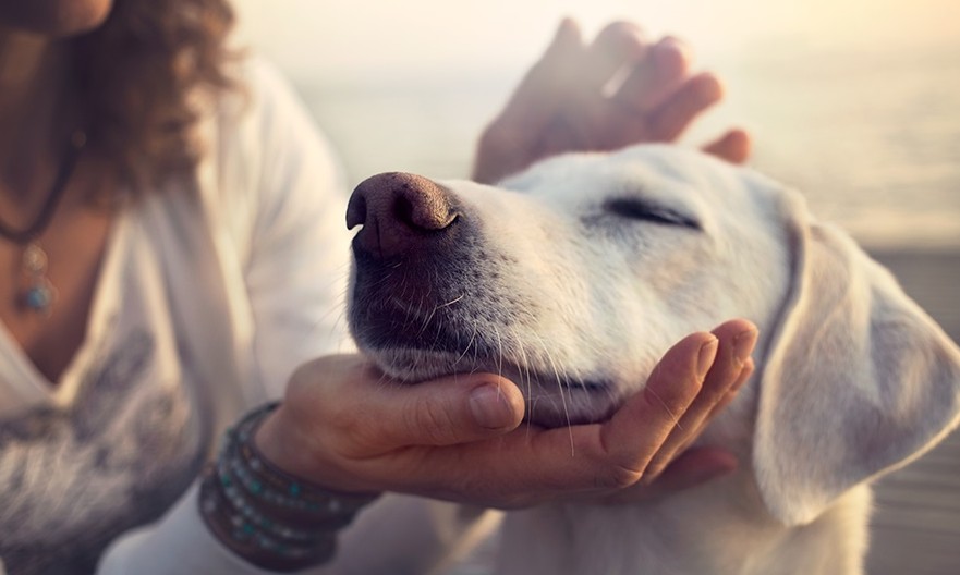 Três comportamentos dos donos que os cães desaprovam: não faça!