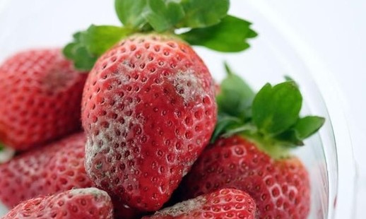 Geladeira: aprenda o jeito de conservar morangos e fazê-los durar mais tempo