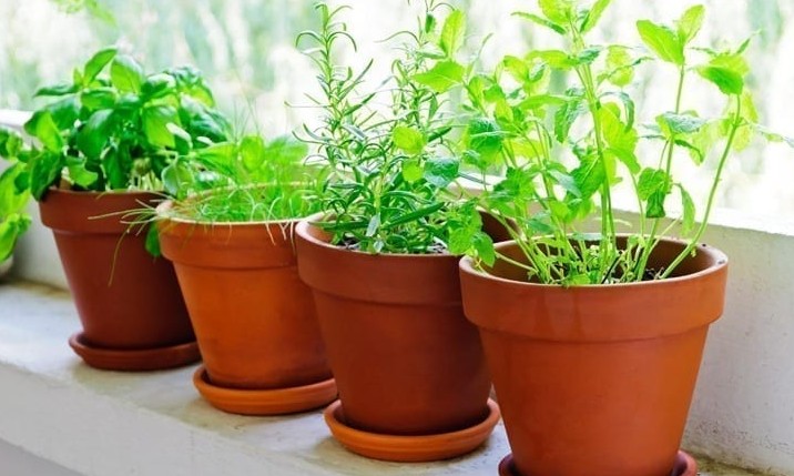 Saiba quais são os melhores e mais fáceis temperos para cultivar em casa