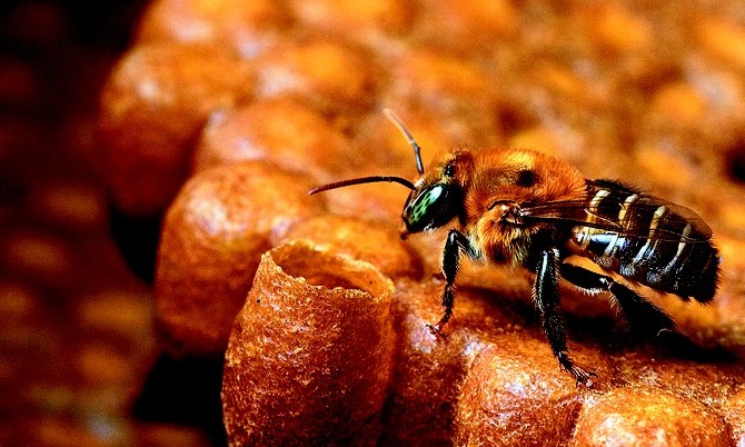 Curso online e gratuito sobre abelhas sem ferrão começa em Franca no dia 20