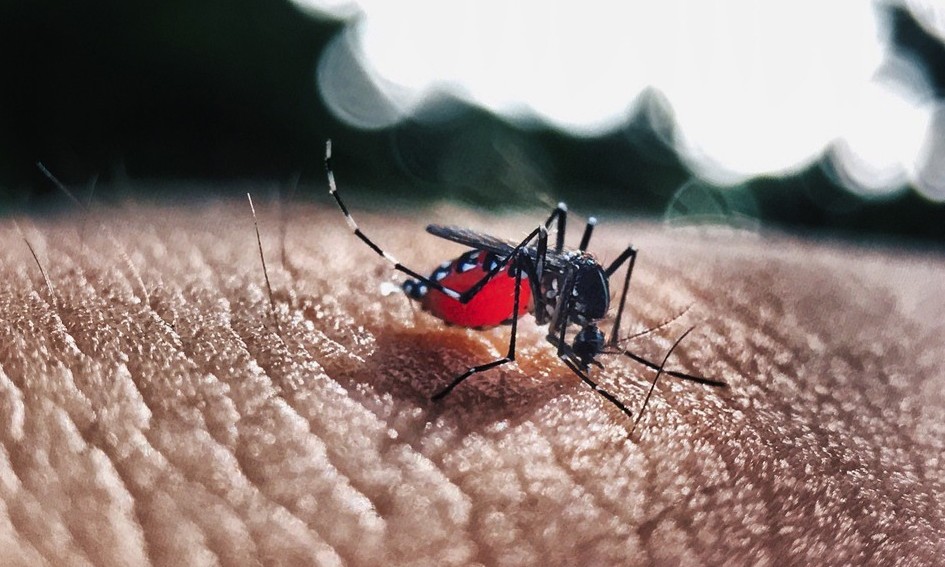 Prefeitura de Franca segue com ações de combate ao mosquito da dengue