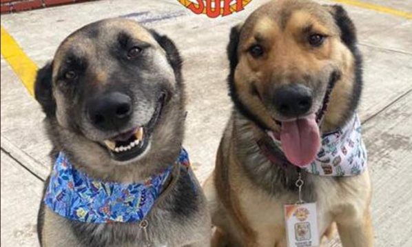 Cães viram recepcionistas de restaurante onde pediam comida todo dia