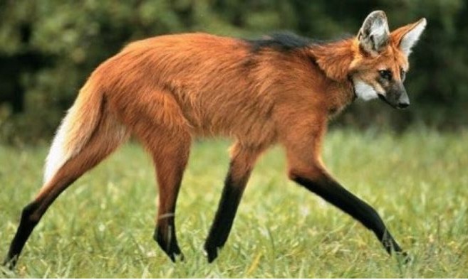 Escolhido para cédula de R$ 200, lobo-guará sofre ameaça de extinção