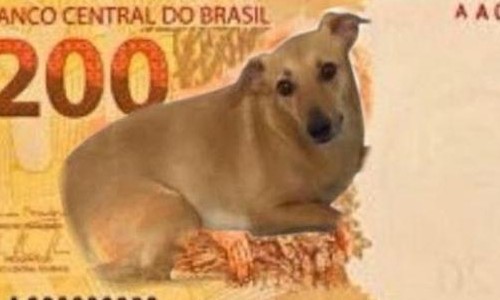 Após nota de R$ 200, Banco Central estuda ação com vira-lata caramelo