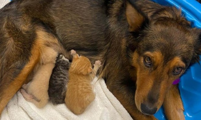 Cachorrinha perde os filhotes e acaba adotando três gatinhos órfãos